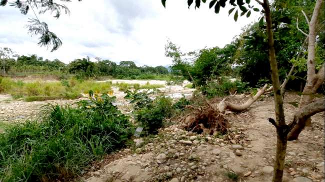  Reforestan y limpian de basura sector Bocatoma del río Cumbaza